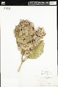 Rumex venosus image