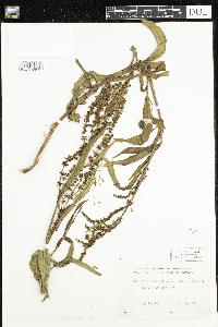 Rumex mexicanus image