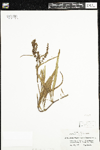 Rumex mexicanus image