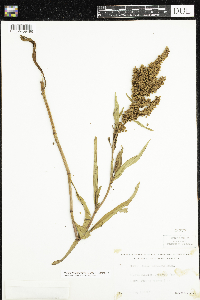 Rumex mexicanus image