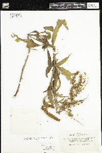 Rumex mexicanus image