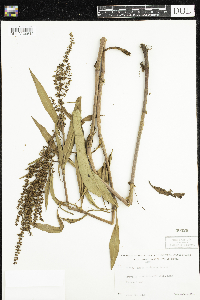 Rumex mexicanus image