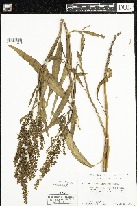 Rumex mexicanus image