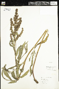 Rumex mexicanus image