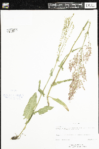 Rumex thyrsiflorus image