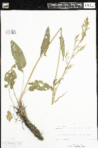 Rumex thyrsiflorus image