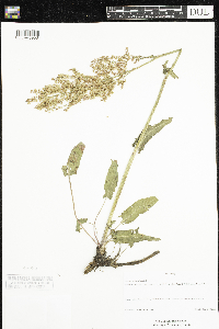 Rumex thyrsiflorus image