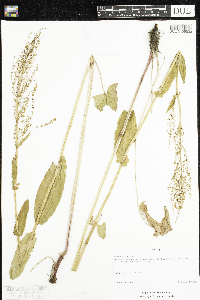 Rumex thyrsiflorus image