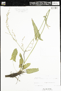 Rumex thyrsiflorus image