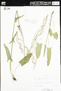 Rumex thyrsiflorus image