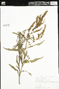 Rumex mexicanus image