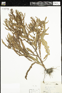 Rumex fueginus image