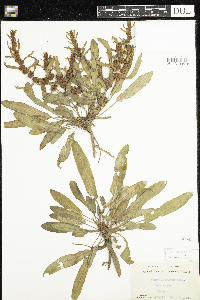 Rumex fueginus image