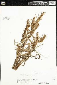 Rumex fueginus image