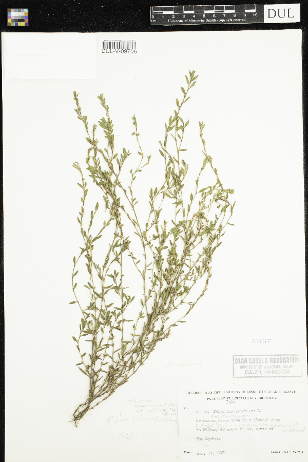 Polygonum ramosissimum subsp. prolificum image