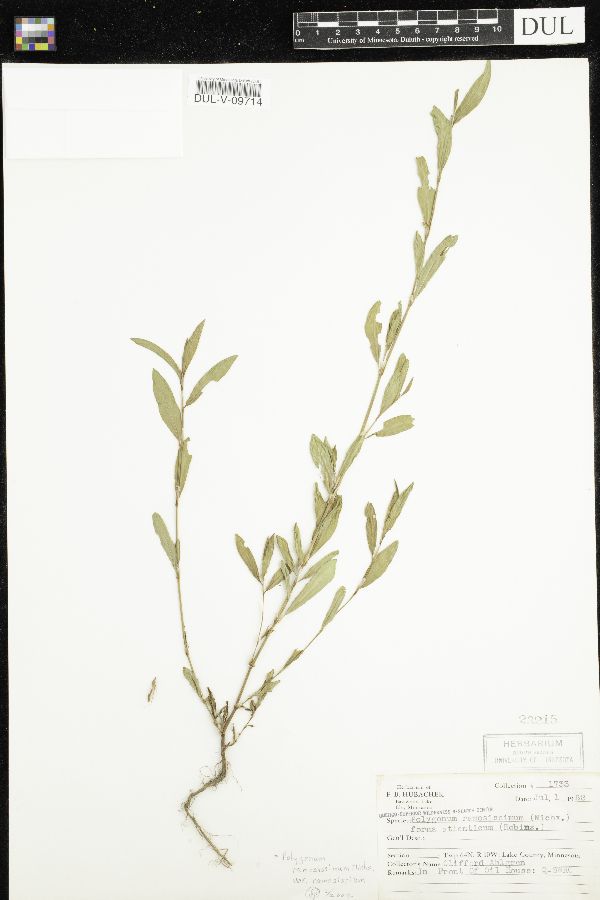 Polygonum ramosissimum f. atlanticum image