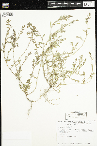 Polygonum aviculare image