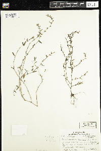 Polygonum aviculare image