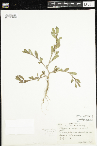 Polygonum aviculare image