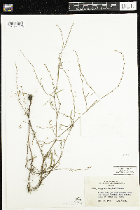 Polygonum douglasii image