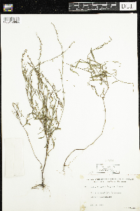 Polygonum douglasii image