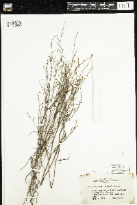 Polygonum douglasii image