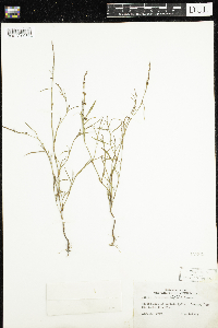 Polygonum douglasii image