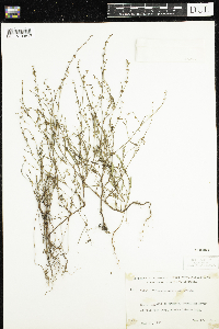 Polygonum douglasii image