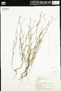 Polygonum douglasii image