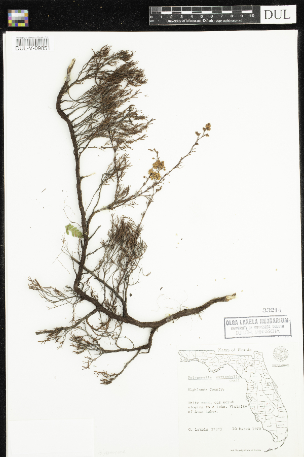 Polygonella myriophylla image