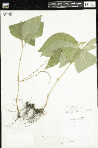 Persicaria virginiana image