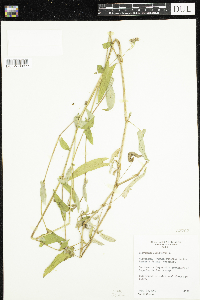 Persicaria sagittata image