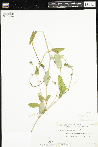 Persicaria sagittata image