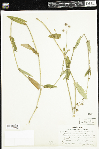 Persicaria sagittata image