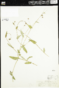 Persicaria sagittata image