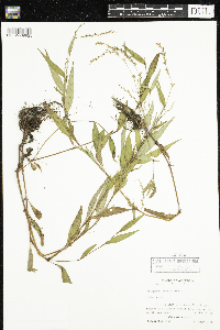 Persicaria punctata image