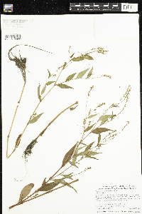 Persicaria punctata image