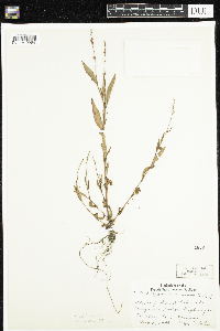 Persicaria punctata image