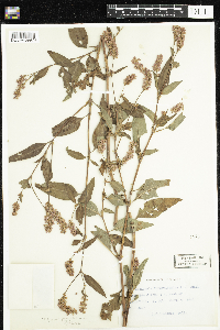 Persicaria pensylvanica image