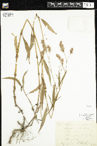 Persicaria pensylvanica image