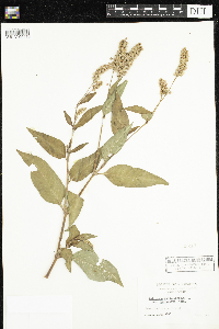 Persicaria pensylvanica image