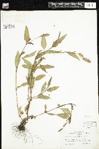 Persicaria pensylvanica image