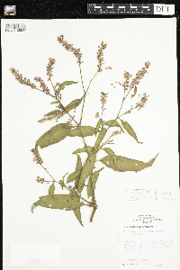 Persicaria pensylvanica image