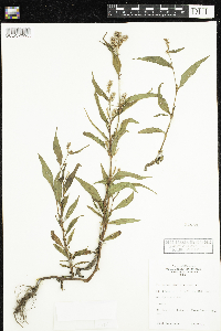 Persicaria pensylvanica image