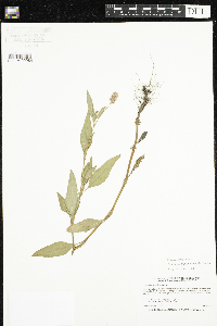 Persicaria pensylvanica image