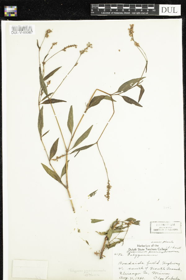 Persicaria pensylvanica var. laevigatum image