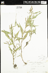 Persicaria maculosa image