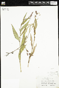 Persicaria maculosa image