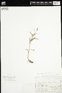 Persicaria lapathifolia image