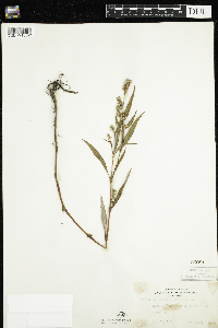 Persicaria lapathifolia image